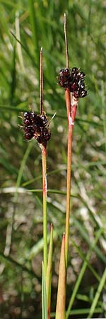 Luzula sudetica \ Sudeten-Hainsimse / Sudetan Wood-Rush, A Wölzer Tauern, Hohenwart 29.7.2021