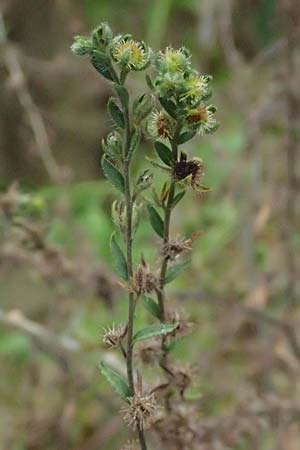 Lappula squarrosa \ Stechender Igelsame / Bur Forget-me-not, European Stickseed, A Weinviertel,  Goggendorf 10.7.2023