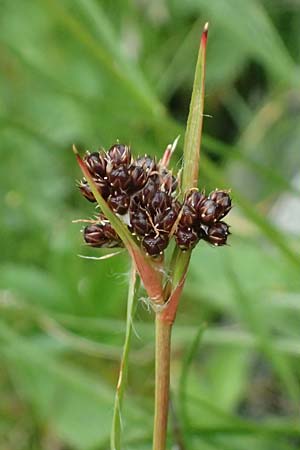 Luzula sudetica \ Sudeten-Hainsimse / Sudetan Wood-Rush, A Felbertauern Nordportal 18.6.2026