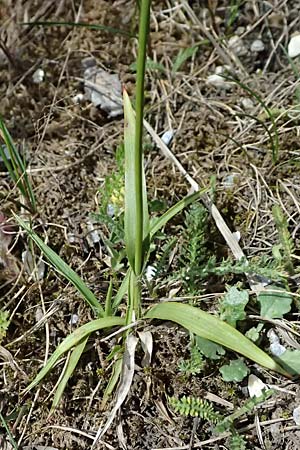 Luzula sudetica \ Sudeten-Hainsimse / Sudetan Wood-Rush, A Felbertauern Nordportal 18.6.2026