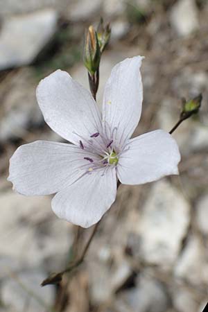 Linum tenuifolium \ Schmalblttriger Lein / Narrow-Leaved Flax, A Hainburg 14.5.2022