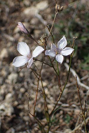 Linum tenuifolium \ Schmalblttriger Lein / Narrow-Leaved Flax, A Breitenbrunn 24.9.2022