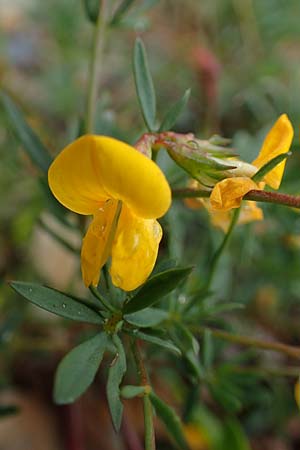 Lotus tenuis \ Schmalblttriger Hornklee, Salz-Hornklee / Narrow-Leaf Bird's-Foot Trefoil, A Seewinkel, St. Andrä 27.9.2022