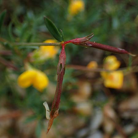 Lotus tenuis \ Schmalblttriger Hornklee, Salz-Hornklee / Narrow-Leaf Bird's-Foot Trefoil, A Seewinkel, St. Andrä 27.9.2022