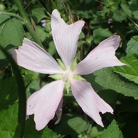 Malva thuringiaca \ Thringer Strauchpappel / Thuringian Mallow, A Weinviertel,  Goggendorf 10.7.2023