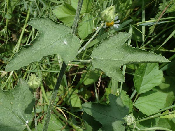 Malva thuringiaca \ Thringer Strauchpappel / Thuringian Mallow, A Weinviertel,  Goggendorf 10.7.2023