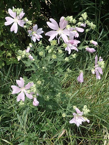 Malva thuringiaca \ Thringer Strauchpappel / Thuringian Mallow, A Weinviertel,  Goggendorf 10.7.2023