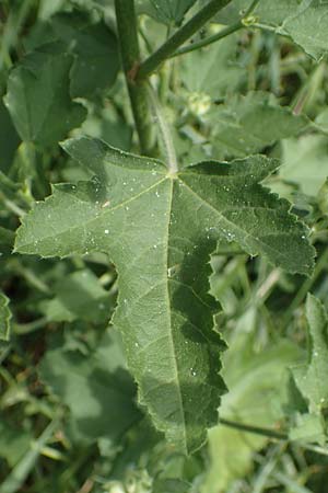 Malva thuringiaca \ Thringer Strauchpappel / Thuringian Mallow, A Weinviertel,  Goggendorf 10.7.2023