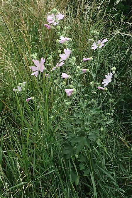 Malva thuringiaca \ Thringer Strauchpappel / Thuringian Mallow, A Weinviertel,  Goggendorf 10.7.2023
