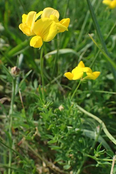 Lotus tenuis \ Schmalblttriger Hornklee, Salz-Hornklee / Narrow-Leaf Bird's-Foot Trefoil, A Seewinkel, Podersdorf 11.7.2023