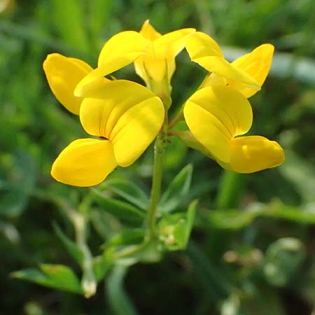 Lotus tenuis \ Schmalblttriger Hornklee, Salz-Hornklee / Narrow-Leaf Bird's-Foot Trefoil, A Seewinkel, Podersdorf 11.7.2023