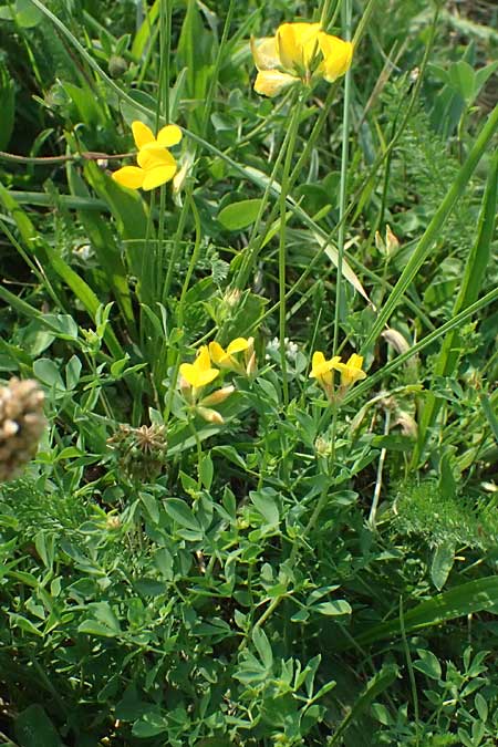 Lotus tenuis \ Schmalblttriger Hornklee, Salz-Hornklee / Narrow-Leaf Bird's-Foot Trefoil, A Seewinkel, Podersdorf 11.7.2023