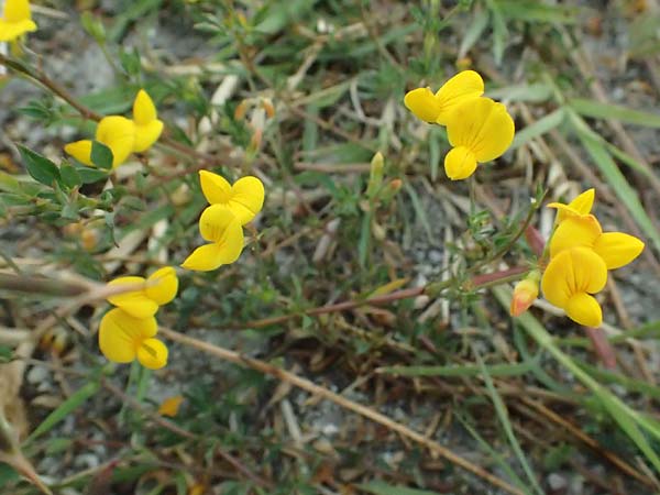 Lotus tenuis \ Schmalblttriger Hornklee, Salz-Hornklee / Narrow-Leaf Bird's-Foot Trefoil, A Seewinkel, St. Andrä 12.7.2023