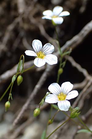 Linum tenuifolium \ Schmalblttriger Lein / Narrow-Leaved Flax, A Admont 5.7.2024