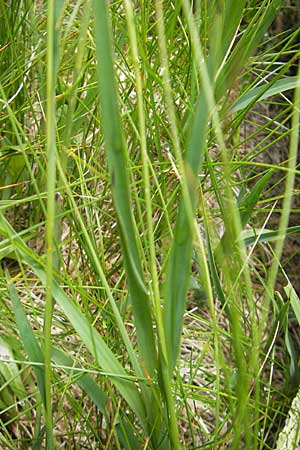 Luzula alpina \ Alpen-Hainsimse / Alpine Wood-Rush, A Malta - Tal / Valley 19.7.2010