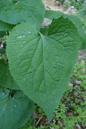 Lunaria rediviva \ Wildes Silberblatt, Wilde Mondviole / Perennial Honesty, A Kärnten/Carinthia, Gallizien 18.5.2016