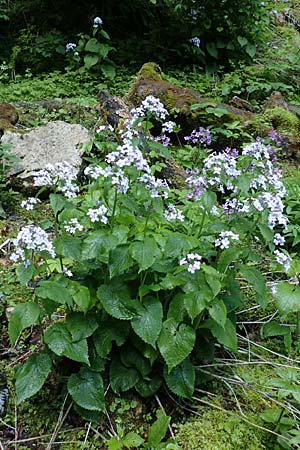 Lunaria rediviva \ Wildes Silberblatt, Wilde Mondviole / Perennial Honesty, A Kärnten/Carinthia, Gallizien 18.5.2016