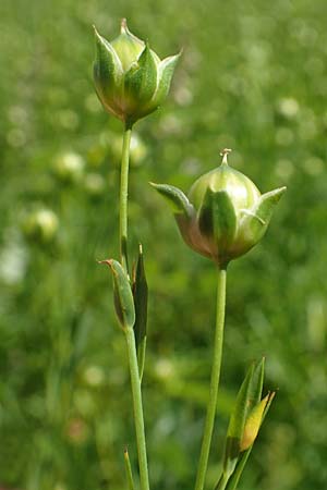Linum usitatissimum \ Echter Lein / Flax, A Weikersdorf am Steinfeld 2.7.2020