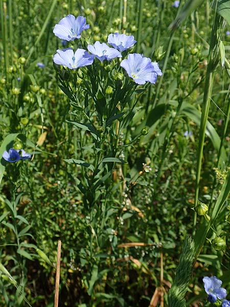 Linum usitatissimum \ Echter Lein / Flax, A Weikersdorf am Steinfeld 2.7.2020