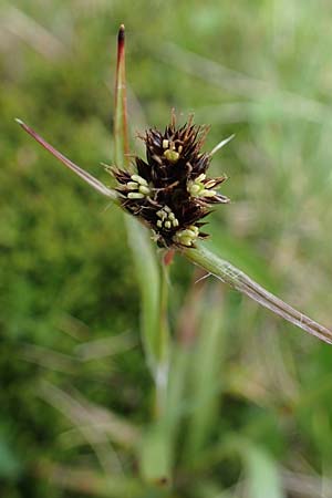 Luzula sudetica \ Sudeten-Hainsimse / Sudetan Wood-Rush, A Wölzer Tauern, Kleiner Zinken 26.6.2021