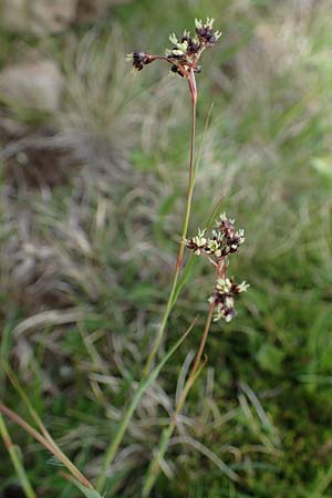 Luzula alpina \ Alpen-Hainsimse / Alpine Wood-Rush, A Wölzer Tauern, Kleiner Zinken 26.6.2021