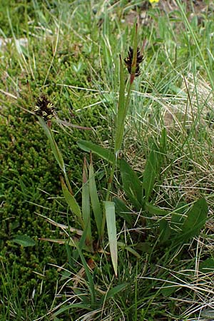 Luzula sudetica \ Sudeten-Hainsimse / Sudetan Wood-Rush, A Wölzer Tauern, Kleiner Zinken 26.6.2021