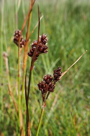 Luzula sudetica \ Sudeten-Hainsimse / Sudetan Wood-Rush, A Wölzer Tauern, Kleiner Zinken 24.7.2021