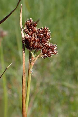 Luzula sudetica \ Sudeten-Hainsimse / Sudetan Wood-Rush, A Wölzer Tauern, Kleiner Zinken 24.7.2021