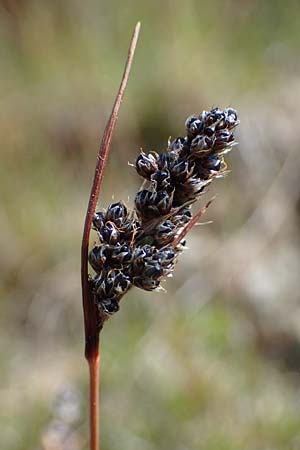 Luzula spicata \ Hainsimse / Wood-Rush, A Wölzer Tauern, Kleiner Zinken 24.7.2021