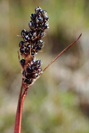Luzula spicata \ Hainsimse / Wood-Rush, A Wölzer Tauern, Kleiner Zinken 24.7.2021