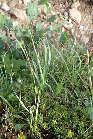 Luzula alpinopilosa \ Braune Hainsimse / Brown Wood-Rush, A Niedere Tauern, Sölk-Pass 26.7.2021