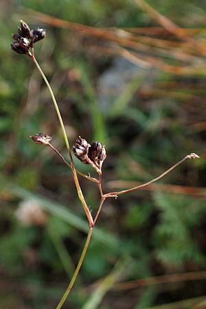 Luzula alpinopilosa \ Braune Hainsimse / Brown Wood-Rush, A Niedere Tauern, Sölk-Pass 26.7.2021