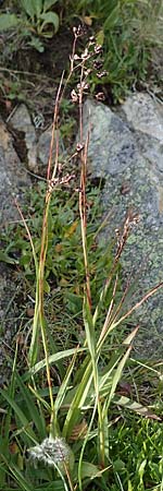 Luzula alpinopilosa \ Braune Hainsimse / Brown Wood-Rush, A Niedere Tauern, Sölk-Pass 26.7.2021