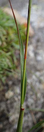 Luzula alpinopilosa \ Braune Hainsimse / Brown Wood-Rush, A Niedere Tauern, Sölk-Pass 26.7.2021