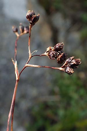 Luzula alpinopilosa \ Braune Hainsimse / Brown Wood-Rush, A Niedere Tauern, Sölk-Pass 26.7.2021