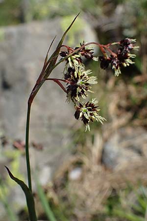 Luzula alpinopilosa \ Braune Hainsimse / Brown Wood-Rush, A Niedere Tauern, Sölk-Pass 26.7.2021