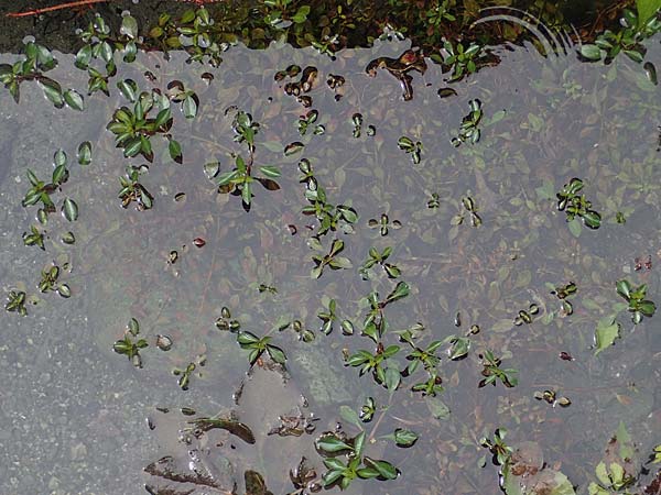 Ludwigia natans \ Schwimm-Heusenkraut, Kriechende Ludwigie / Creeping Hampshire Purslane, A Villach-Warmbad 4.7.2022