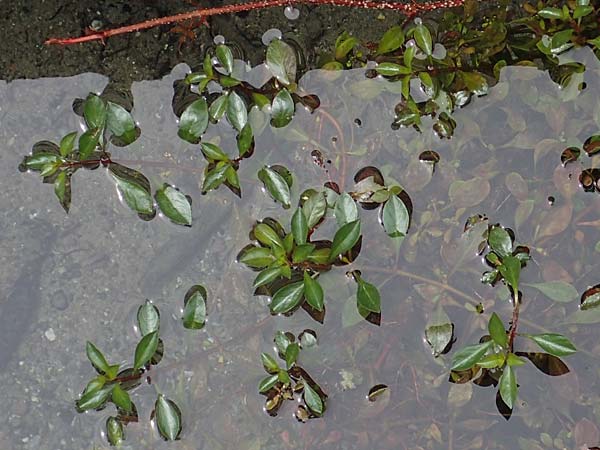 Ludwigia natans \ Schwimm-Heusenkraut, Kriechende Ludwigie / Creeping Hampshire Purslane, A Villach-Warmbad 4.7.2022