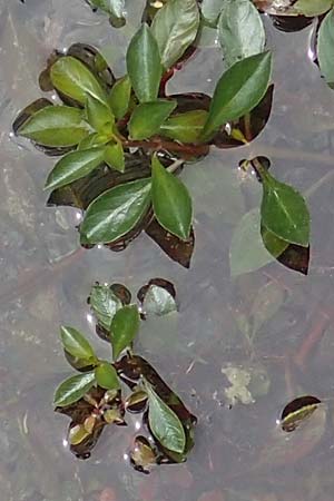 Ludwigia natans \ Schwimm-Heusenkraut, Kriechende Ludwigie / Creeping Hampshire Purslane, A Villach-Warmbad 4.7.2022