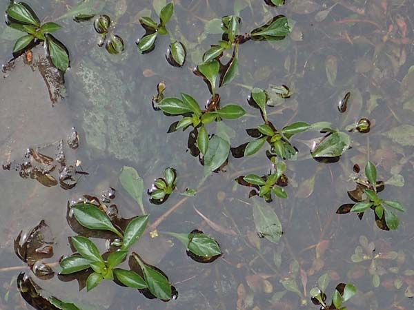 Ludwigia natans \ Schwimm-Heusenkraut, Kriechende Ludwigie / Creeping Hampshire Purslane, A Villach-Warmbad 4.7.2022