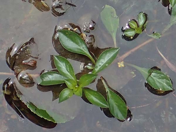 Ludwigia natans \ Schwimm-Heusenkraut, Kriechende Ludwigie / Creeping Hampshire Purslane, A Villach-Warmbad 4.7.2022