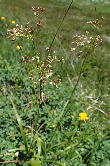 Luzula sieberi \ Siebers Hainsimse / Sieber's Wood-Rush, A Bad Gastein 29.6.2025