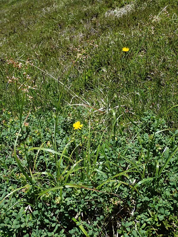 Luzula sieberi \ Siebers Hainsimse / Sieber's Wood-Rush, A Bad Gastein 29.6.2025