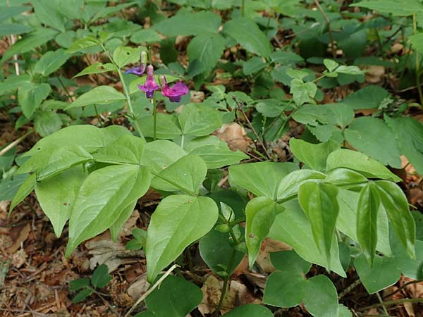 Lathyrus vernus \ Frhlings-Platterbse / Spring Pea, A Kärnten/Carinthia, St. Paul im Lavanttal 16.5.2016