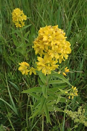 Lysimachia vulgaris \ Gilb-Weiderich / Yellow Loosestrife, A Seewinkel, Podersdorf 11.7.2023