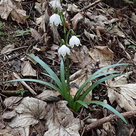 Leucojum vernum \ Frhlings-Knotenblume, Mrzenbecher / Spring Snowflake, A Kärnten/Carinthia, St. Paul im Lavanttal 8.3.2024