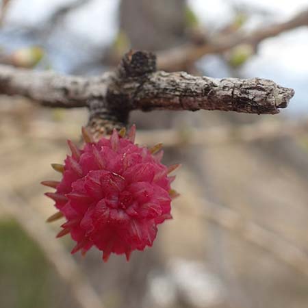 Larix decidua \ Europische Lrche / European Larch, A Kärnten/Carinthia, Hochobir 19.5.2016