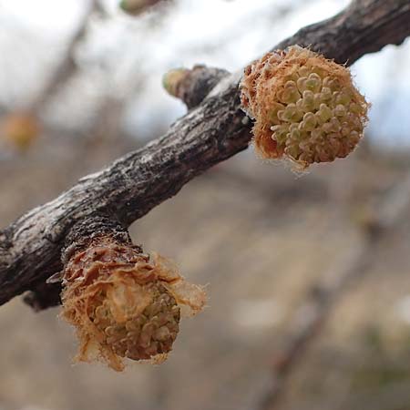 Larix decidua \ Europische Lrche / European Larch, A Kärnten/Carinthia, Hochobir 19.5.2016