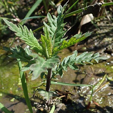 Lycopus europaeus \ Ufer-Wolfstrapp / Gipsywort, A Seewinkel, Podersdorf 10.5.2022