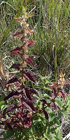 Lycopus europaeus \ Ufer-Wolfstrapp / Gipsywort, A Seewinkel, Apetlon 23.9.2022